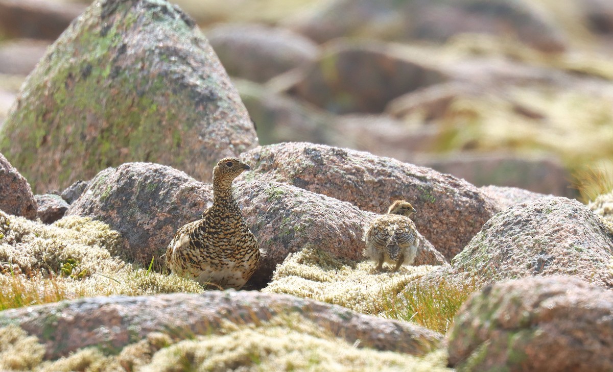 Куріпка тундрова - ML644384342