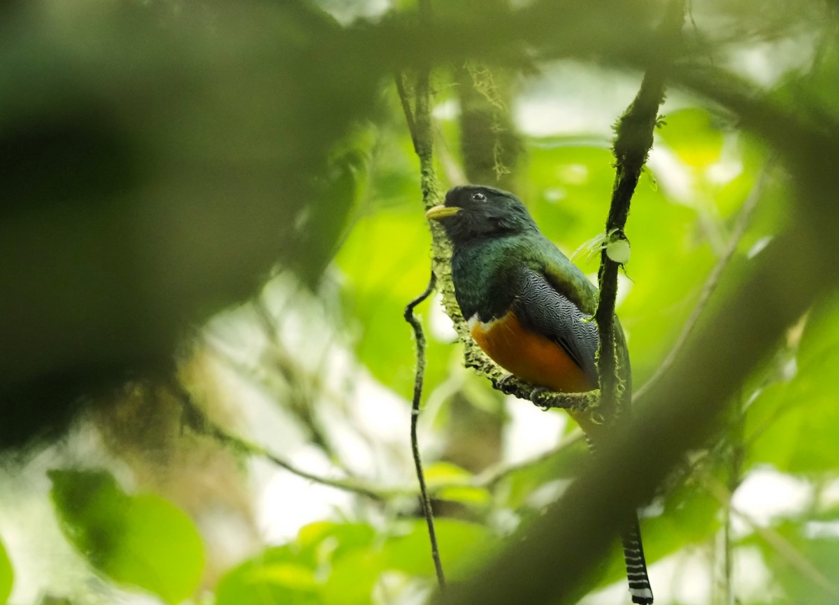 båndtrogon - ML644384345