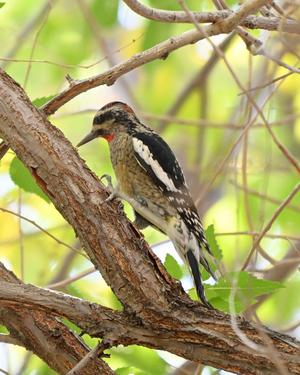 Red-naped Sapsucker - ML644384360