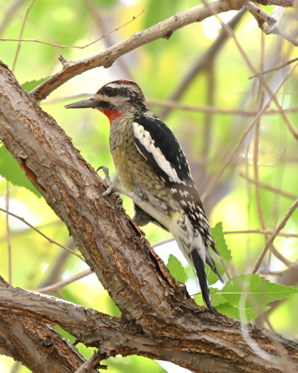 Red-naped Sapsucker - ML644384361