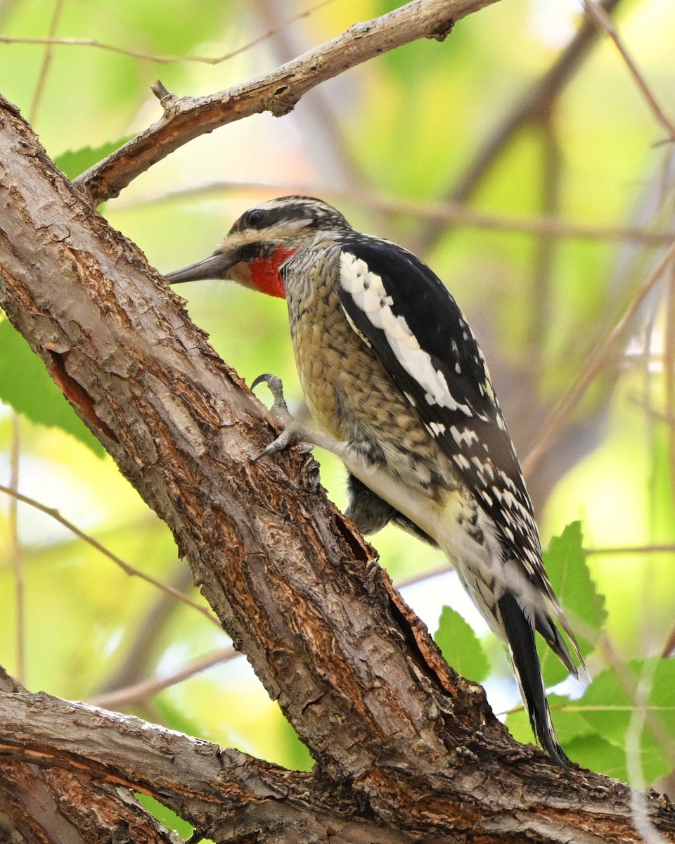 Red-naped Sapsucker - ML644384362
