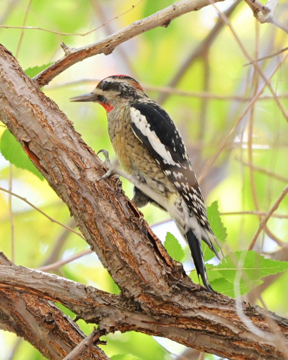 Red-naped Sapsucker - ML644384364