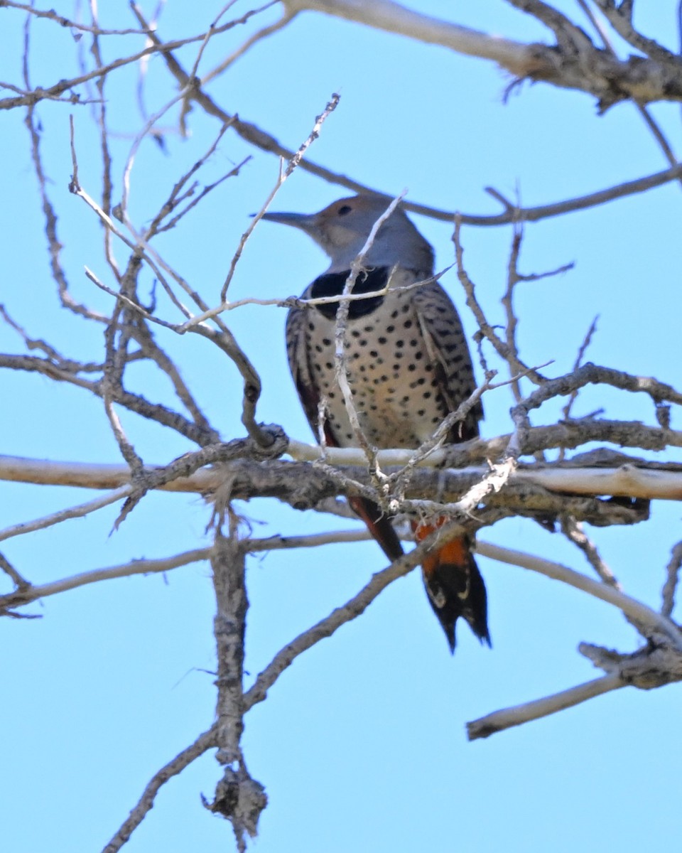 Northern Flicker - ML644384369