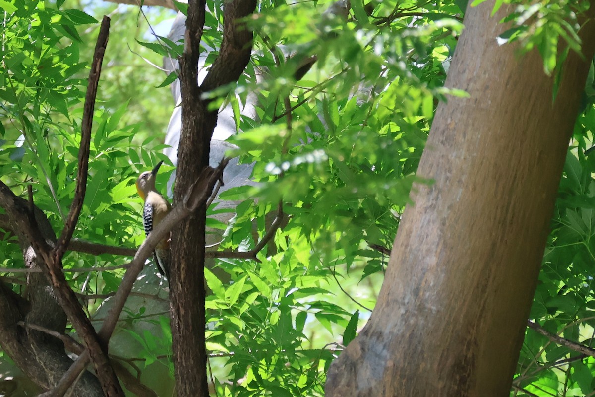 Гіла нікарагуанська - ML644384375