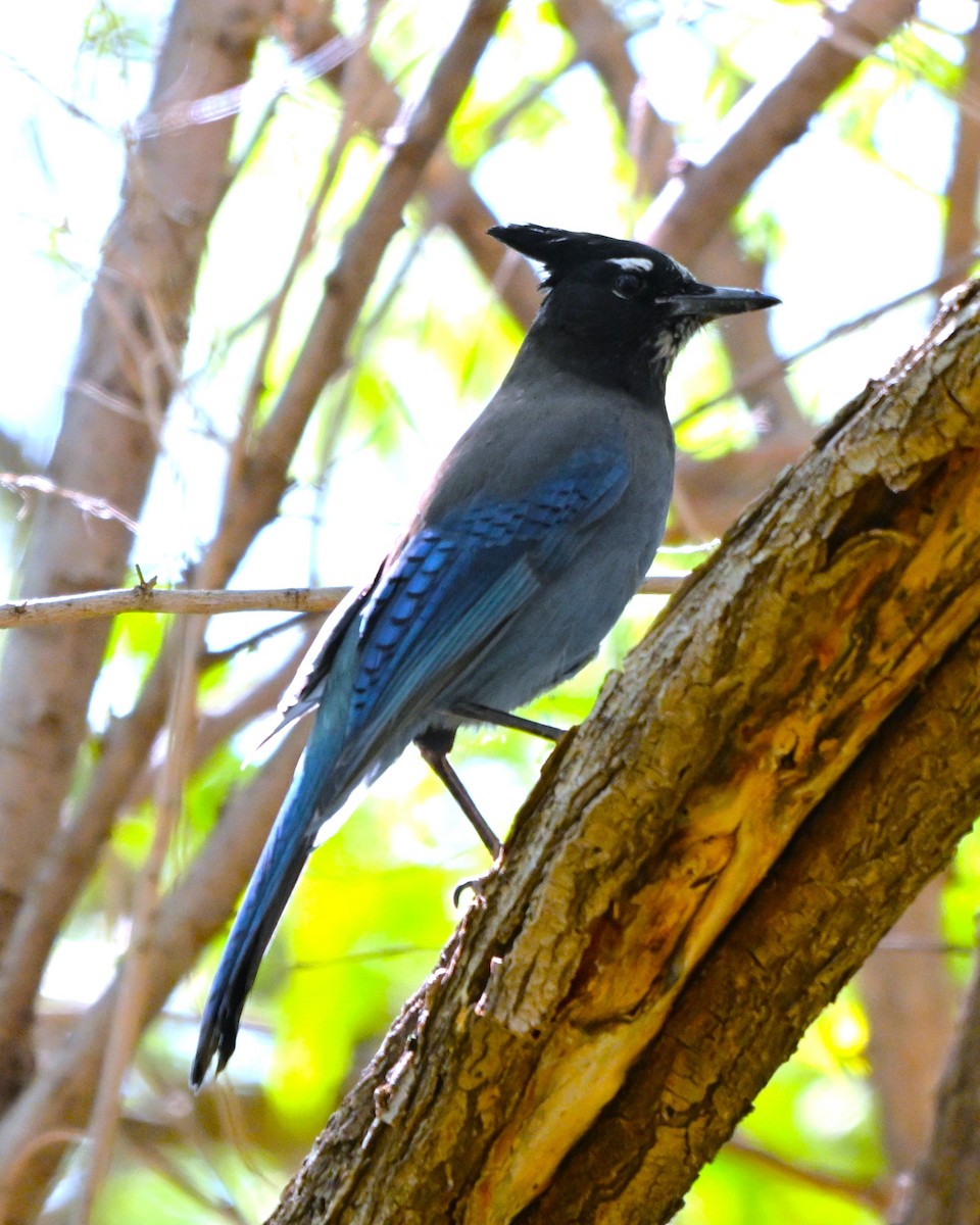 Steller's Jay - ML644384378