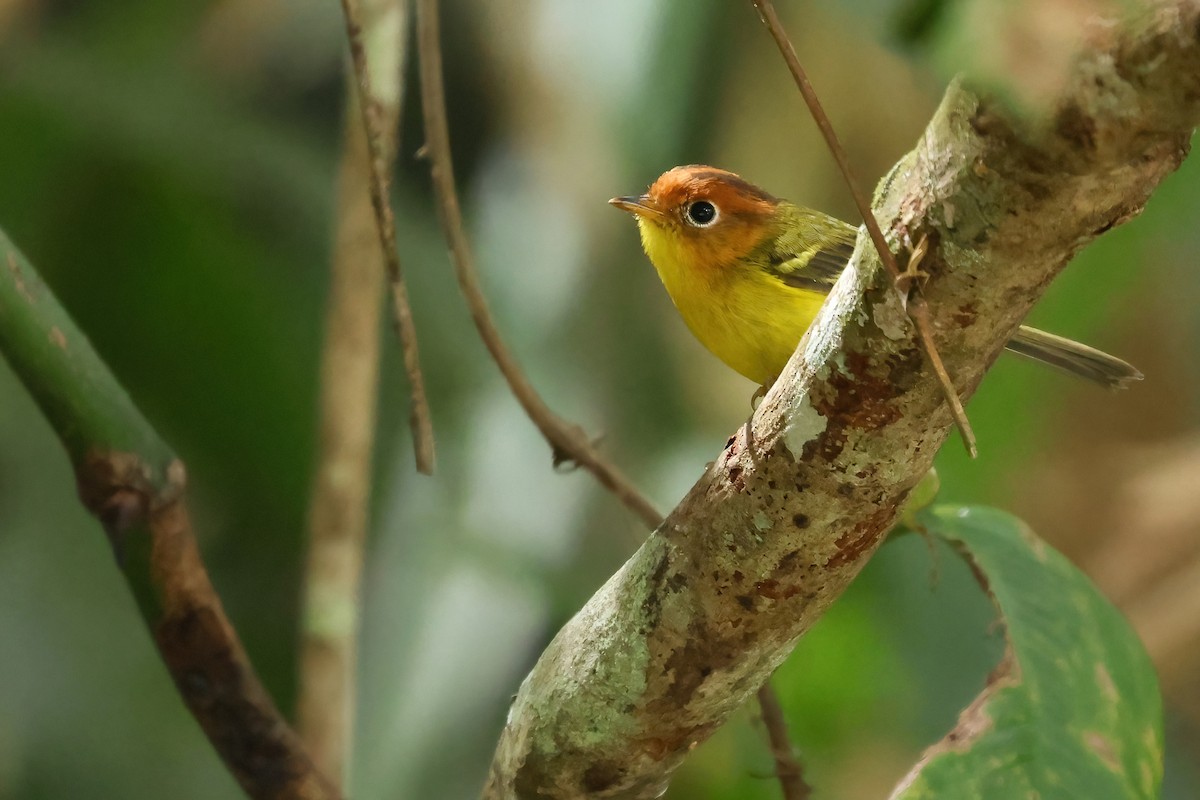 Скриточуб жовтогрудий - ML644384383