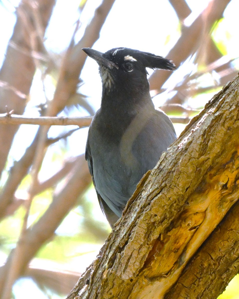 Steller's Jay - ML644384384