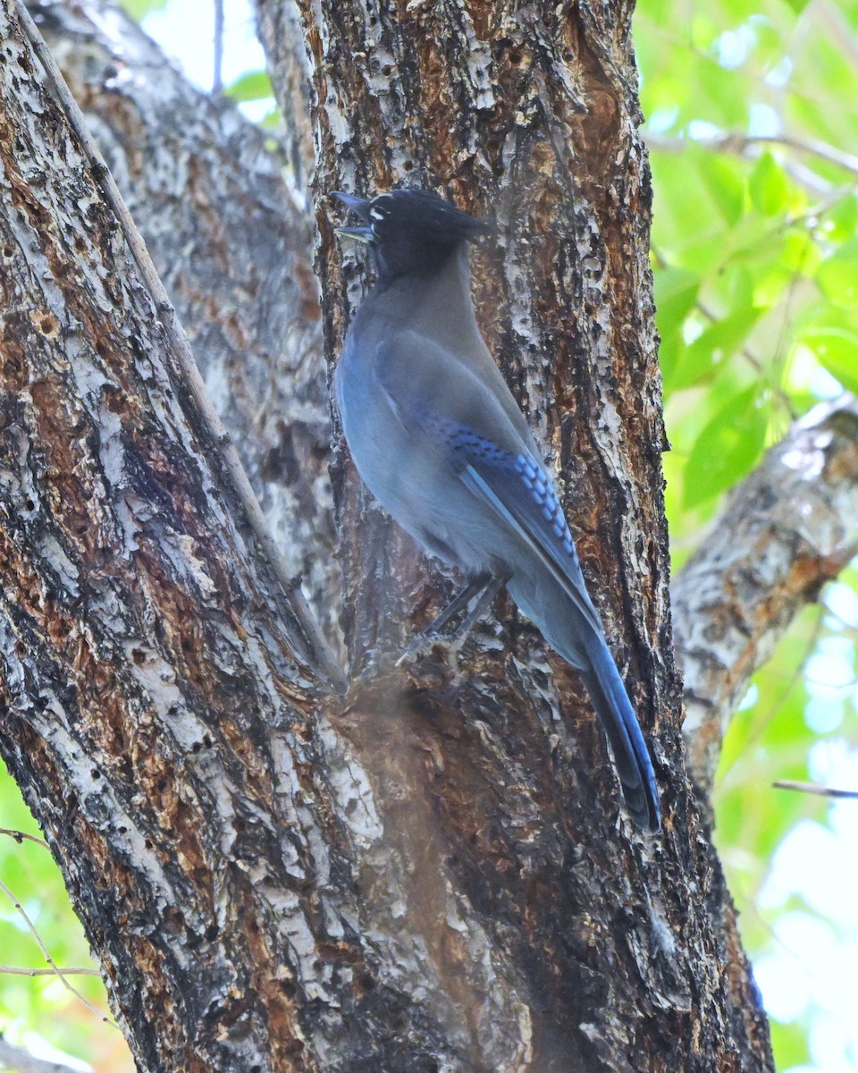 Steller's Jay - ML644384385