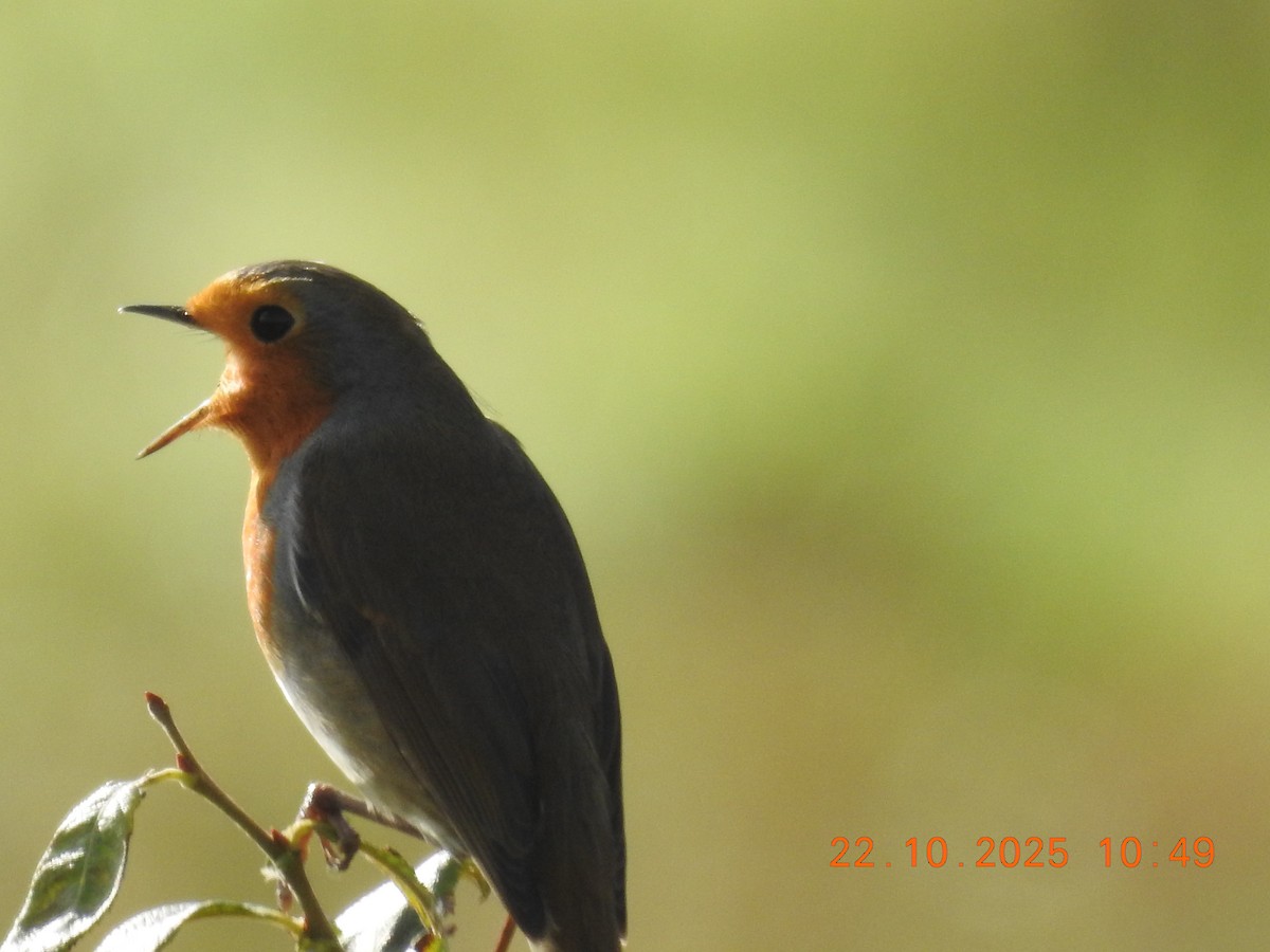 European Robin - ML644384390