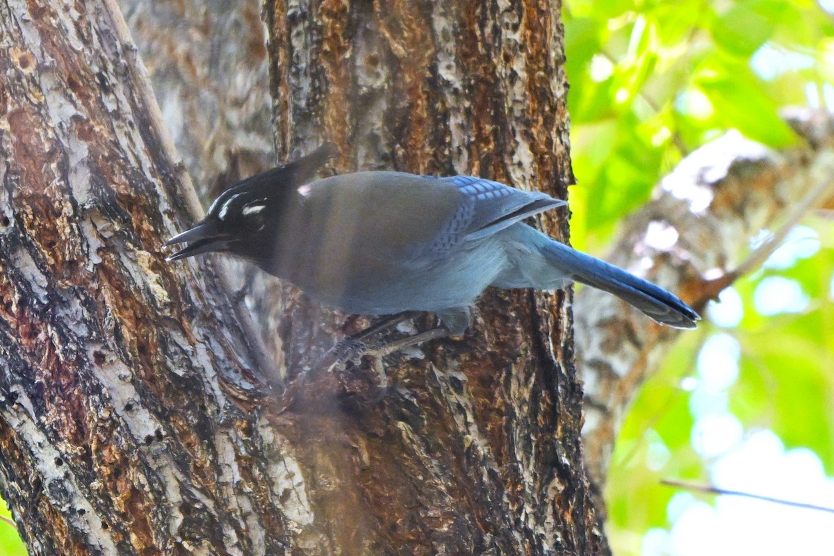 Steller's Jay - ML644384391