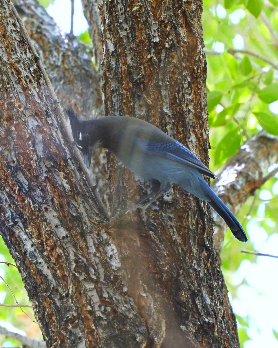 Steller's Jay - ML644384392