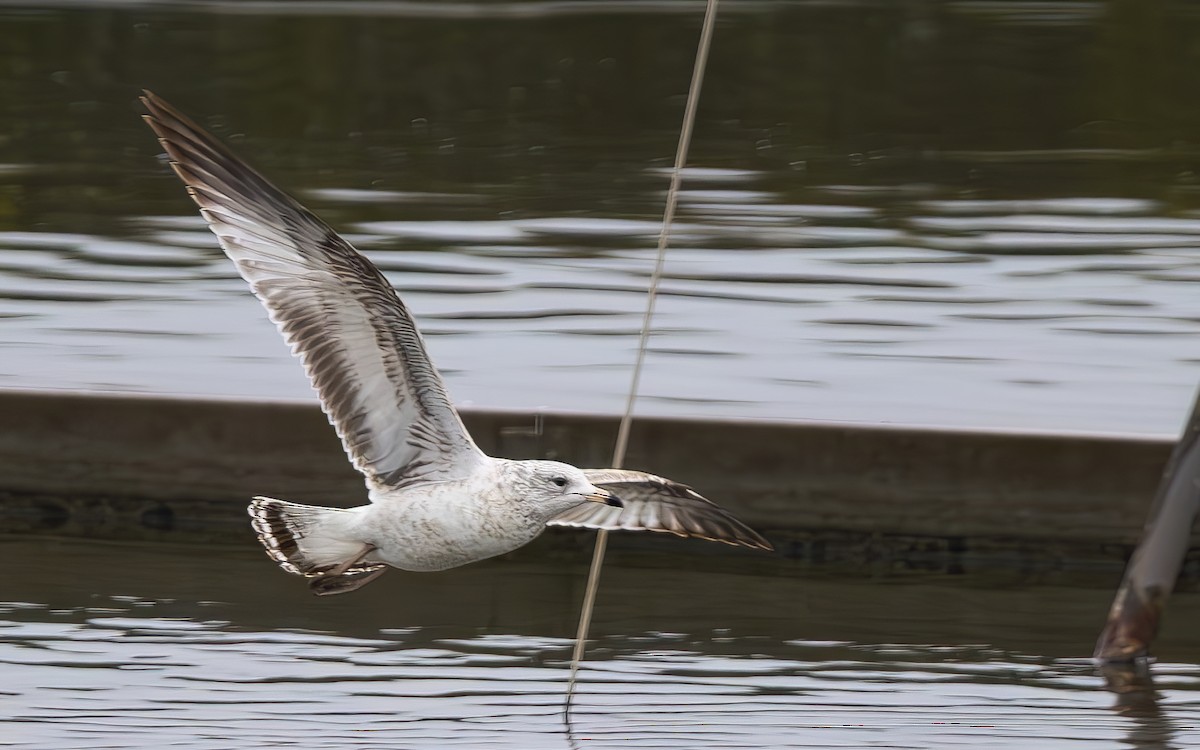 Ring-billed Gull - ML644384394