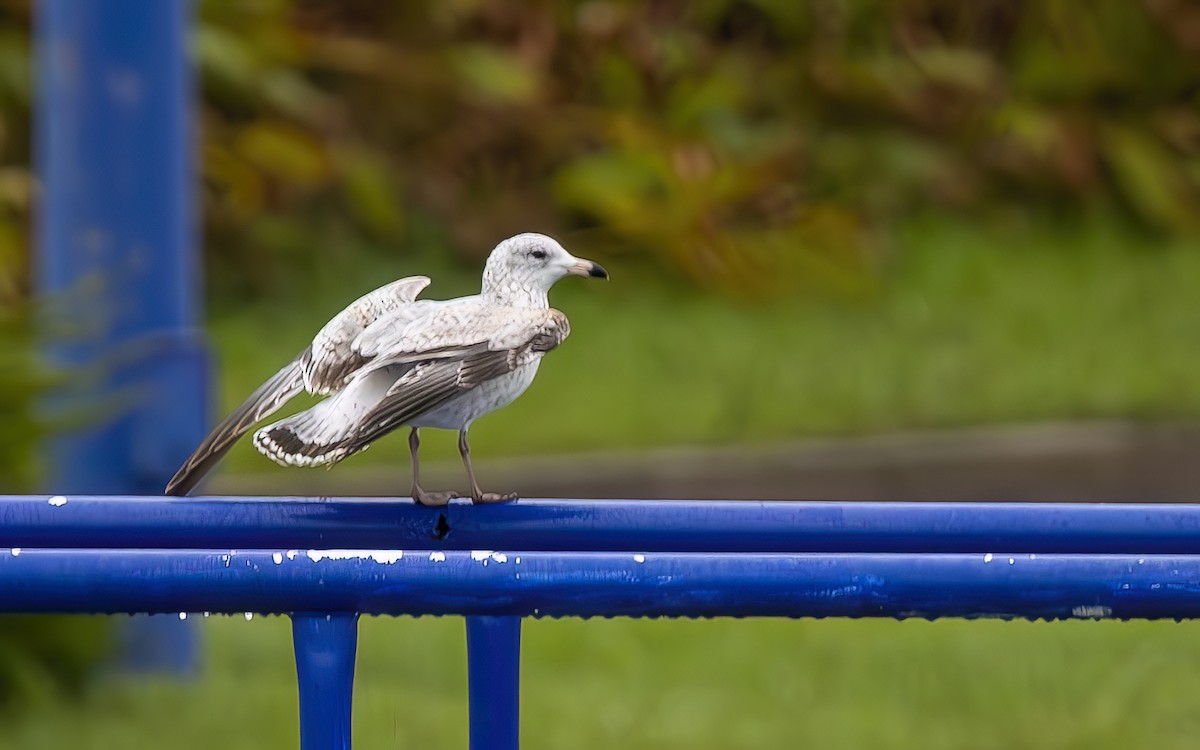 Ring-billed Gull - ML644384395