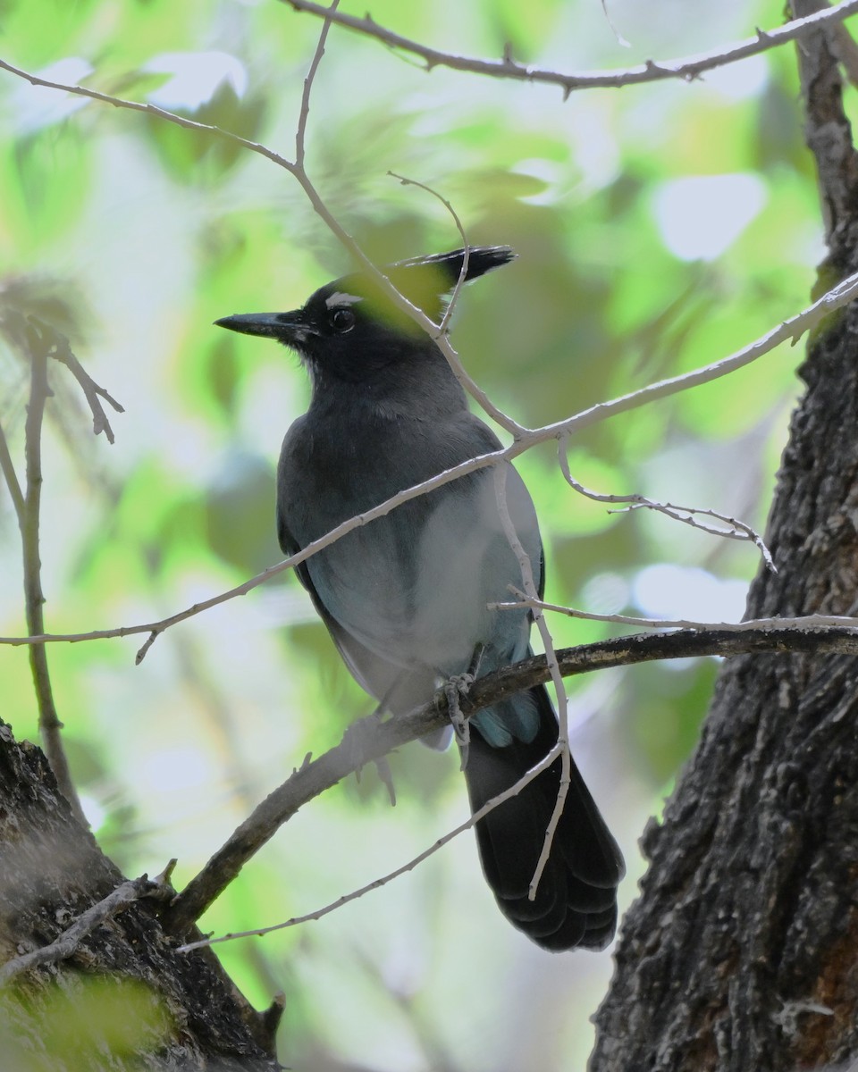 Steller's Jay - ML644384403