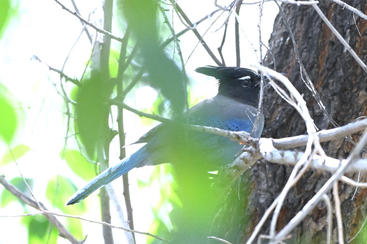 Steller's Jay - ML644384404