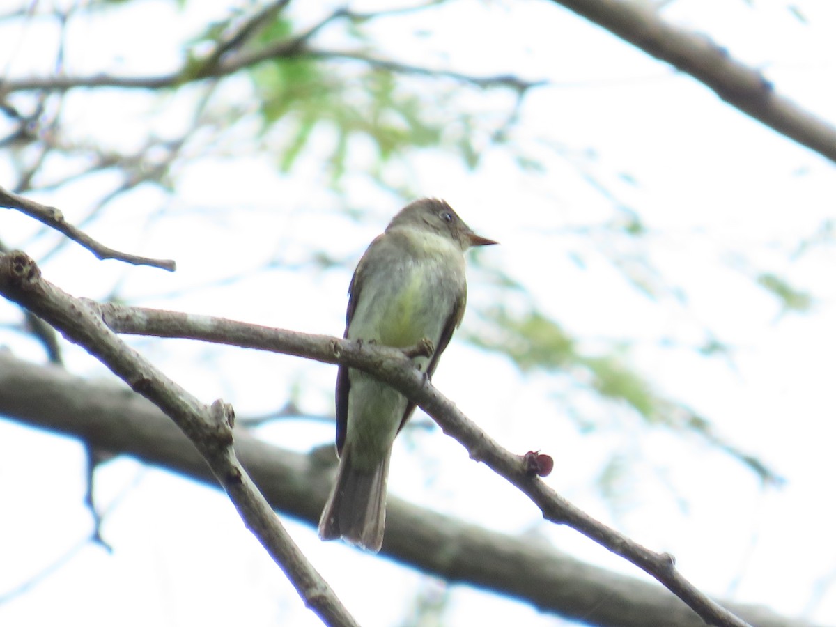 Eastern Wood-Pewee - ML644384409