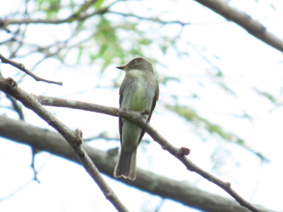 Eastern Wood-Pewee - ML644384410