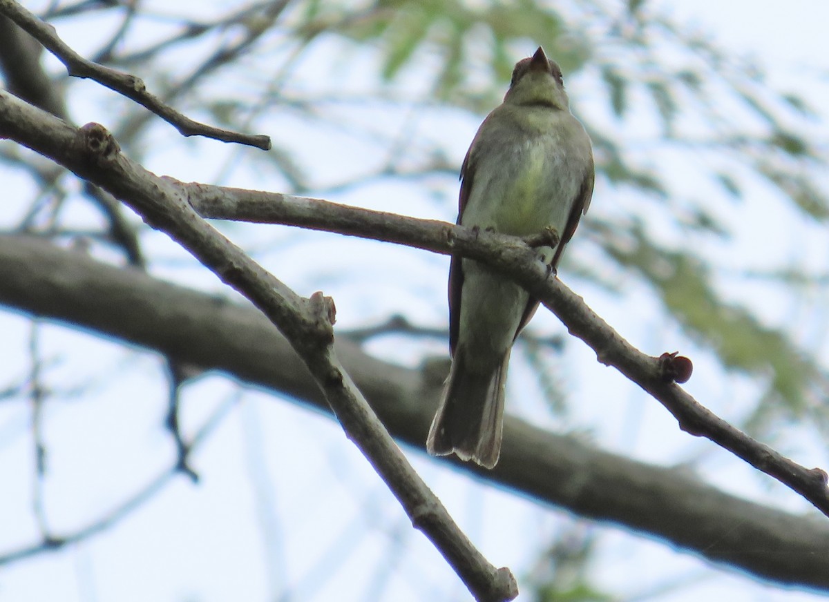 Eastern Wood-Pewee - ML644384411