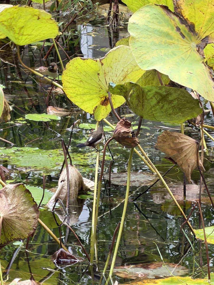White-rumped Munia - ML644384412