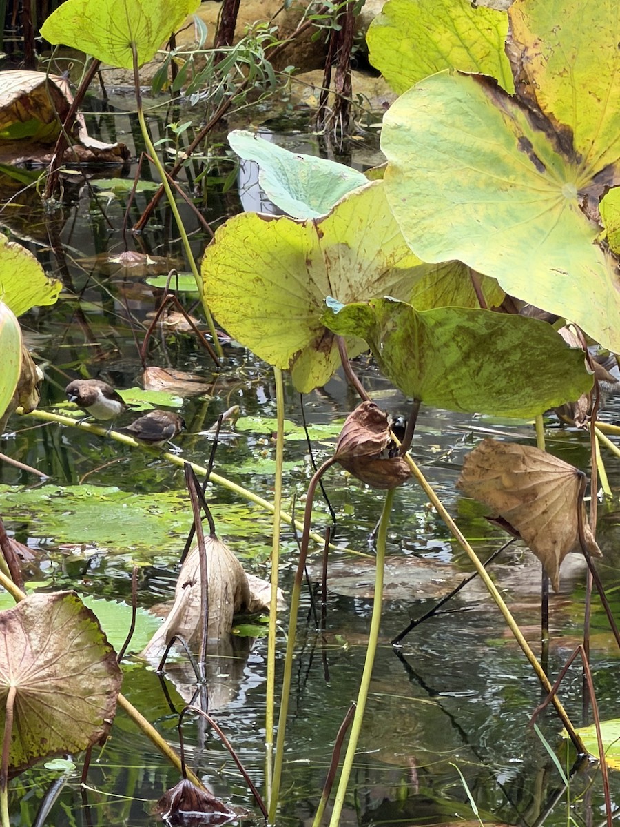 White-rumped Munia - ML644384413