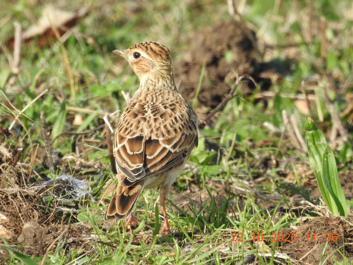 Eurasian Skylark - ML644384414