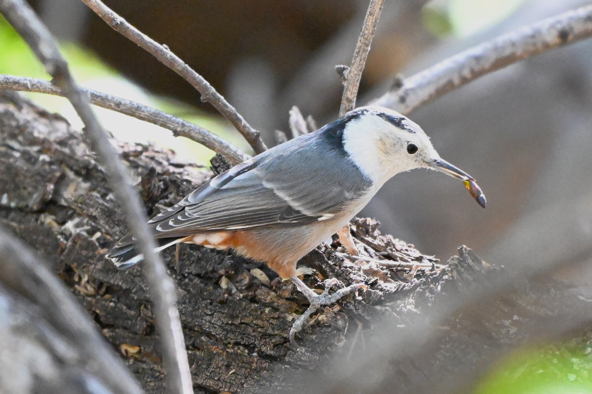 White-breasted Nuthatch - ML644384419