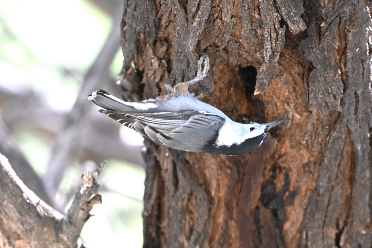 White-breasted Nuthatch - ML644384420