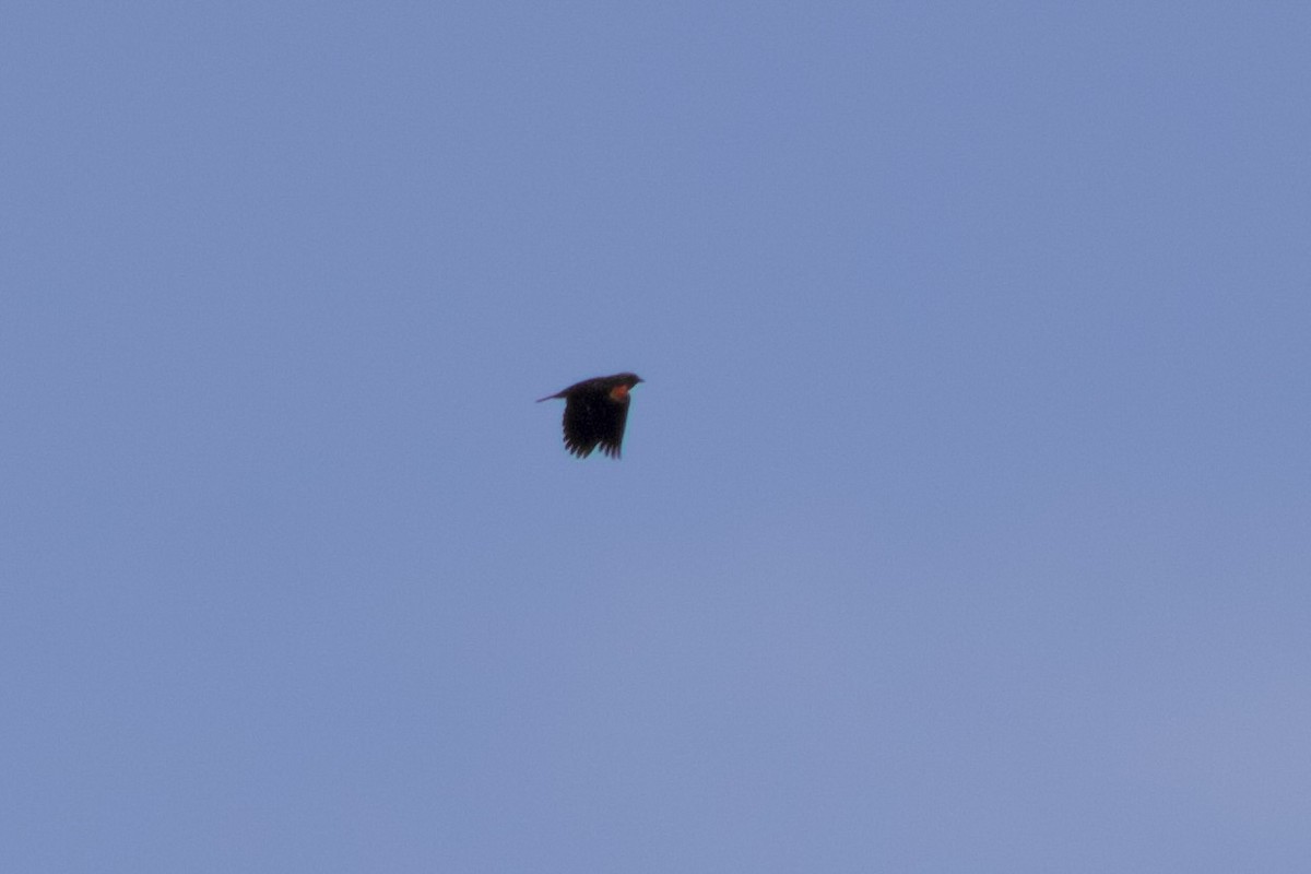 Red-winged Blackbird - ML644384423