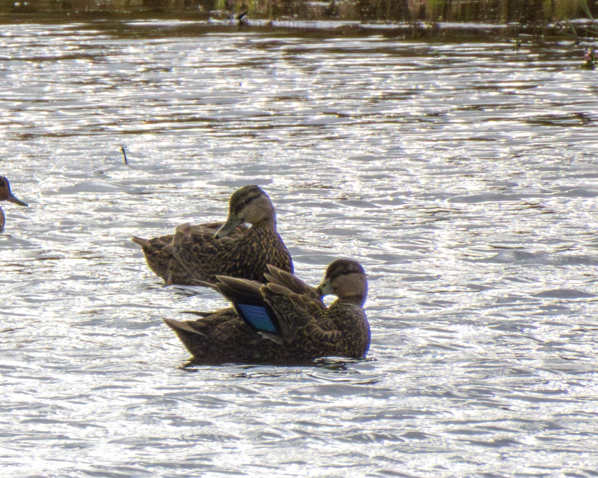 American Black Duck - ML644384425