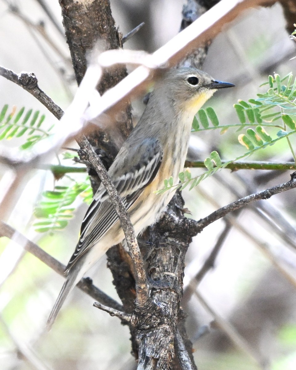 Yellow-rumped Warbler - ML644384430