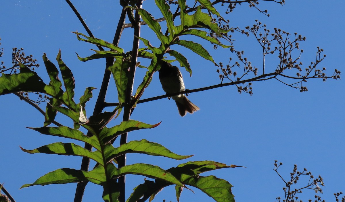 Gelbbauchspelzer - ML644384438