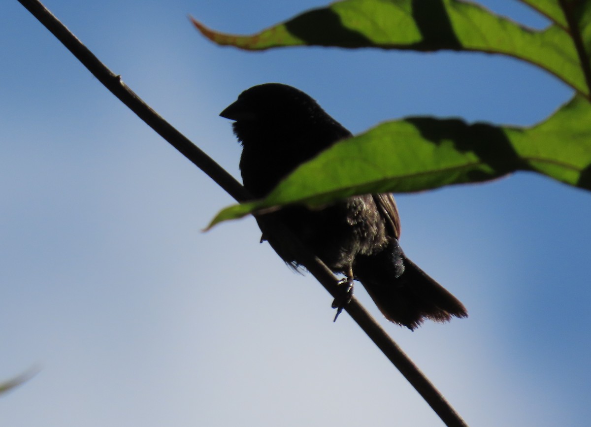 Blue-black Grassquit - ML644384439