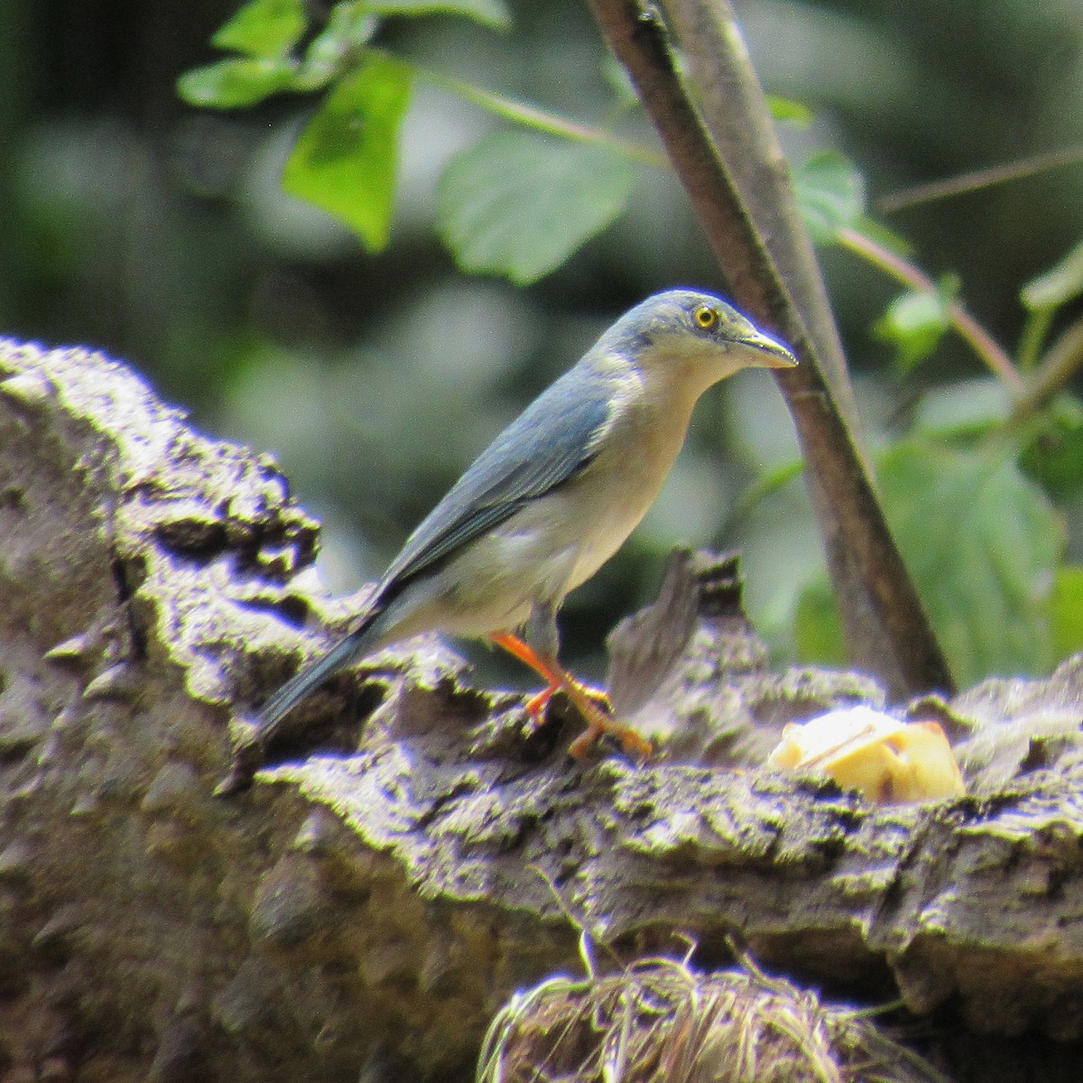 Hooded Tanager - ML644384447