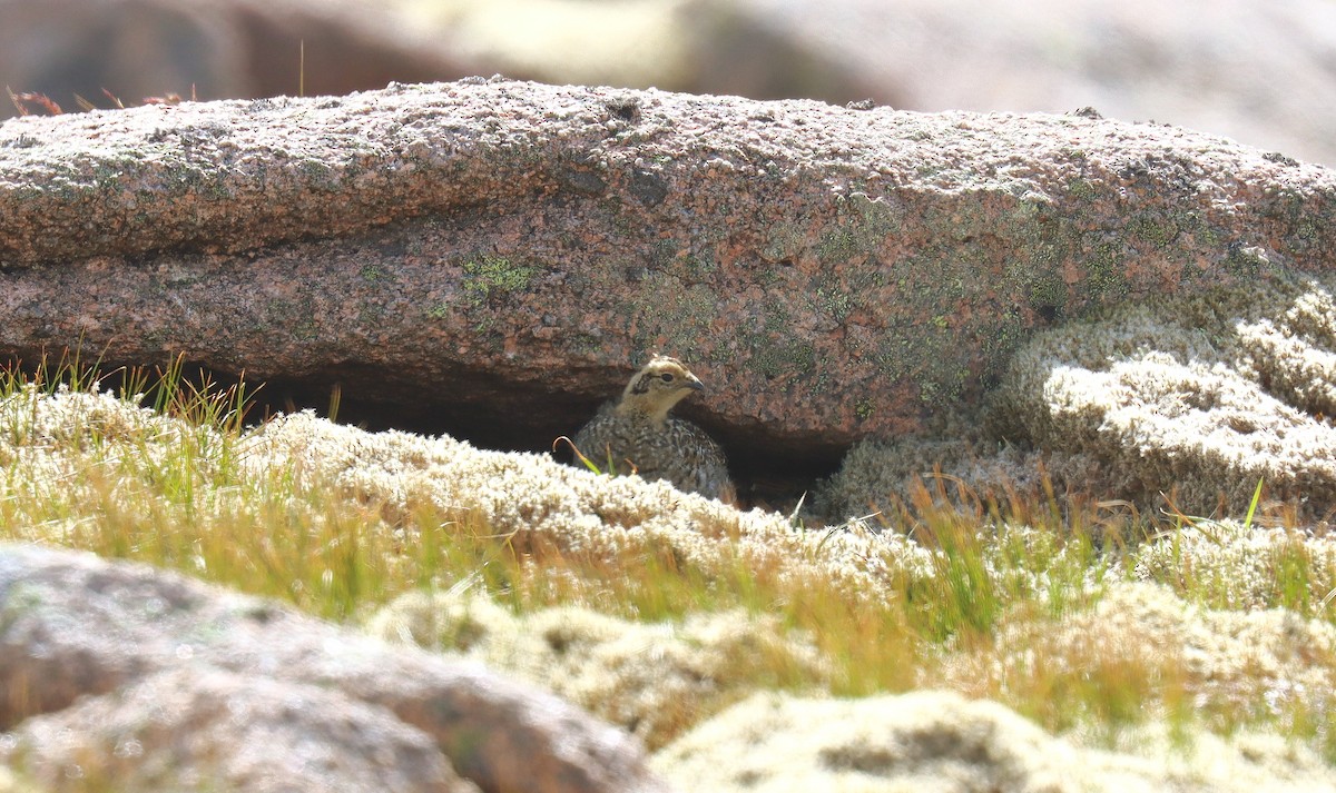 Куріпка тундрова - ML644384449