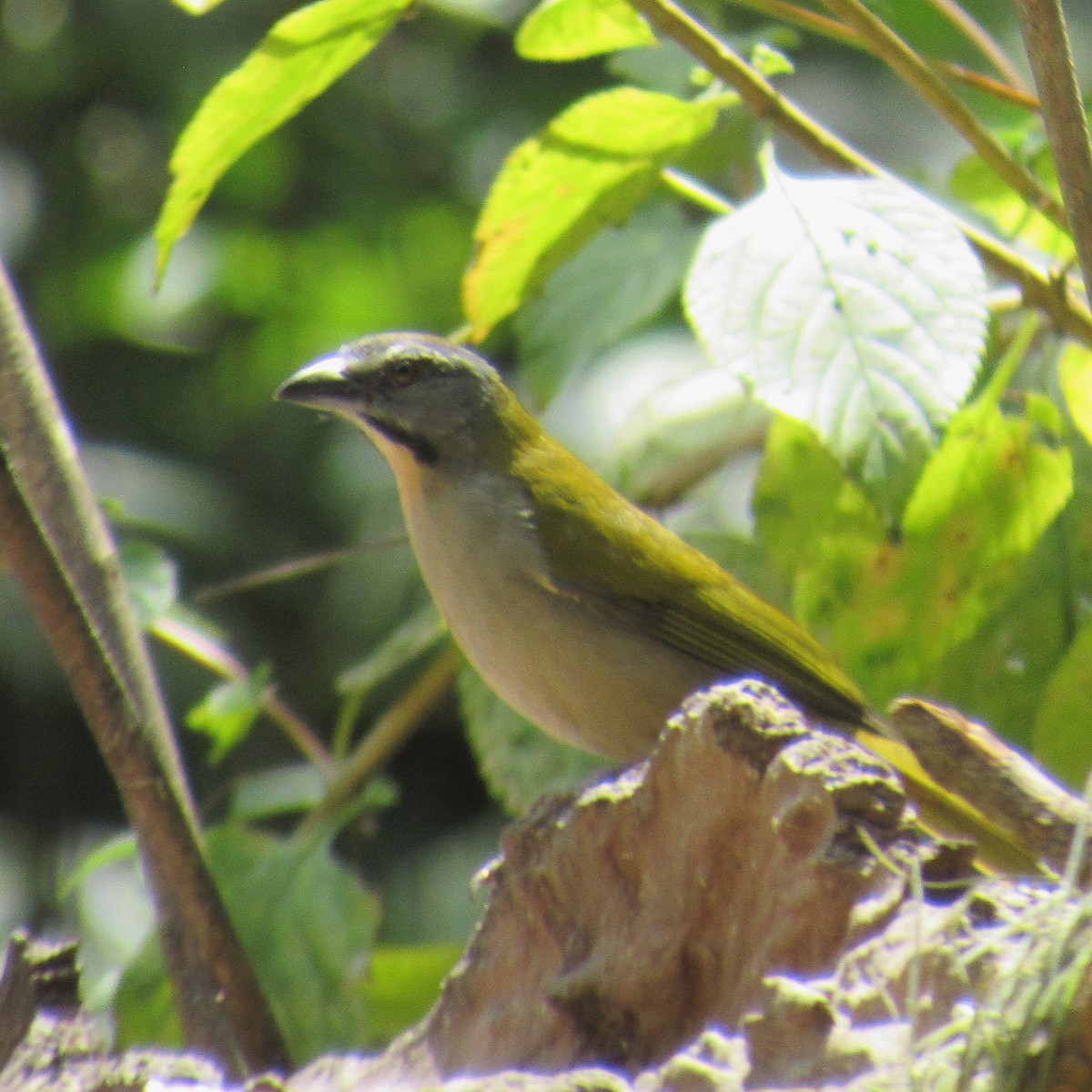 Buff-throated Saltator - ML644384450