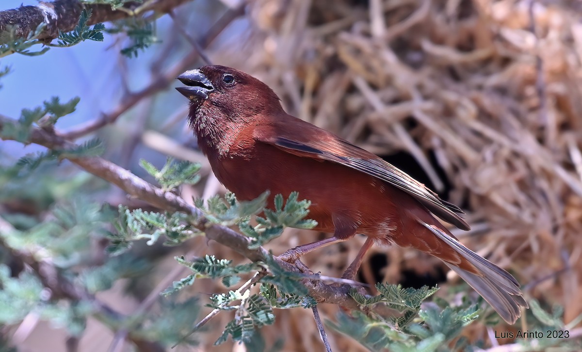 Gorrión Castaño - ML644384452