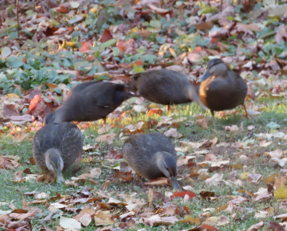 American Black Duck - ML644384454
