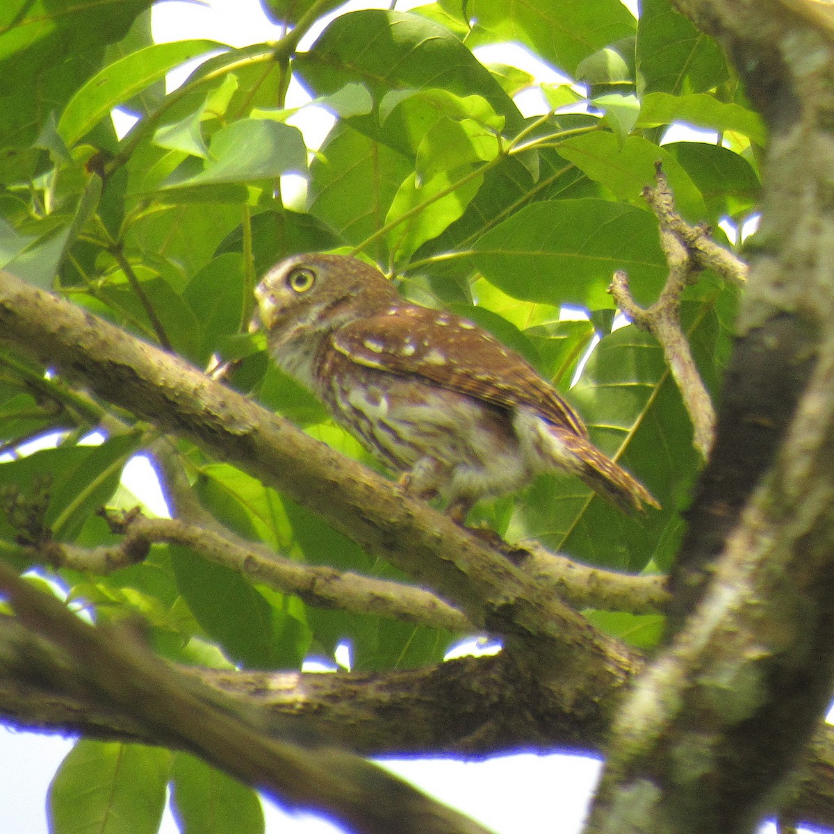 Ferruginous Pygmy-Owl - ML644384471