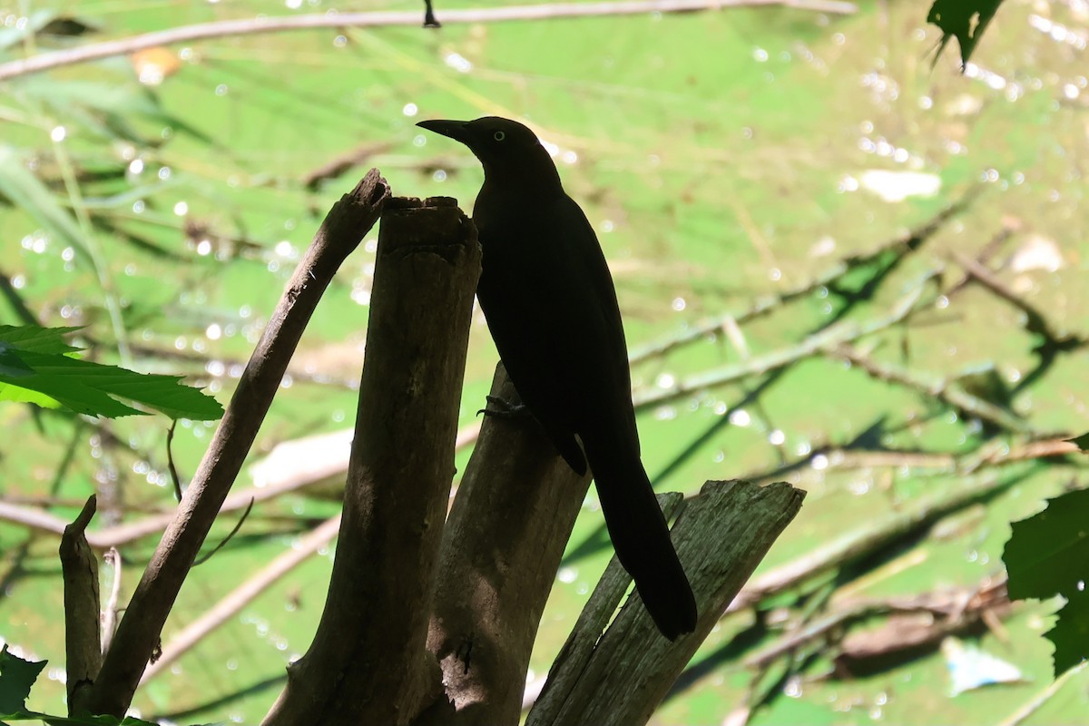 Great-tailed Grackle - ML644384476