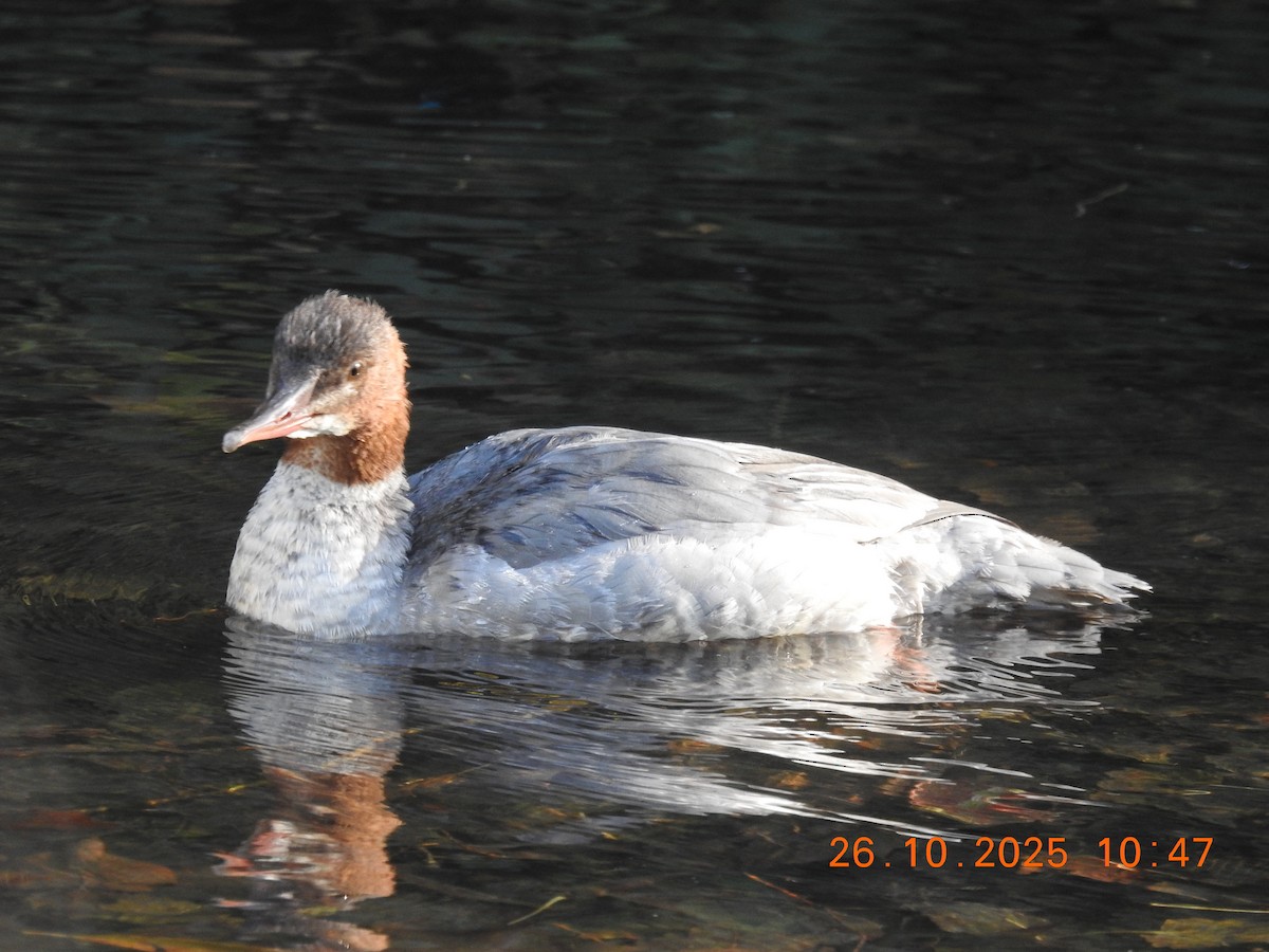 Common Merganser - ML644384498