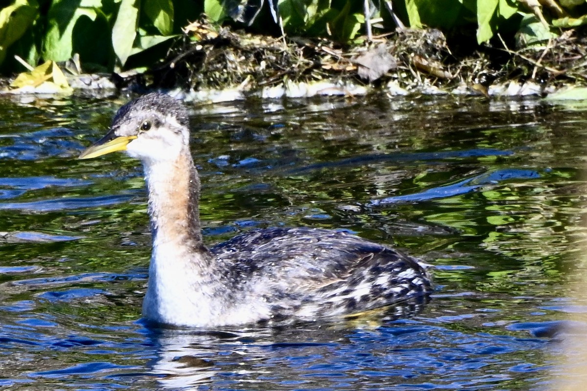 Red-necked Grebe - ML644384501
