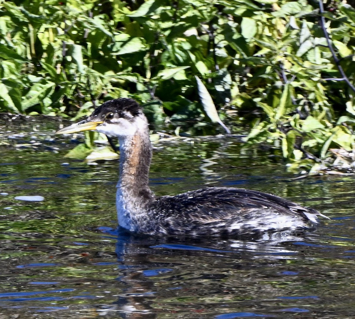 Red-necked Grebe - ML644384502