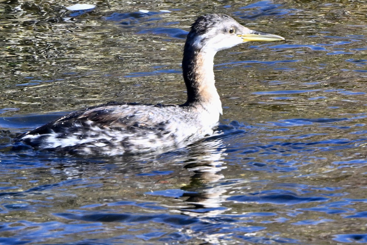 Red-necked Grebe - ML644384503