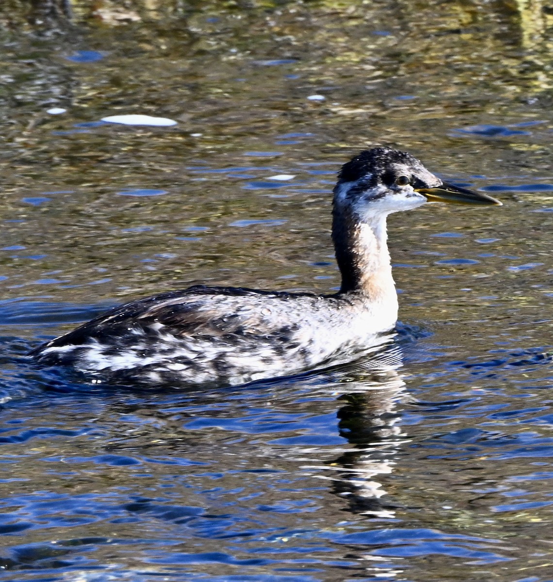 Red-necked Grebe - ML644384504