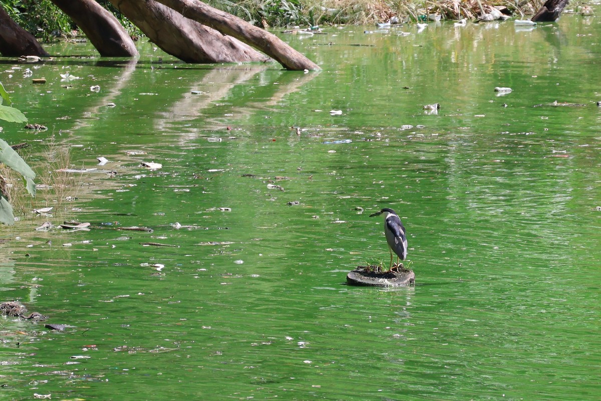 Black-crowned Night Heron - ML644384506