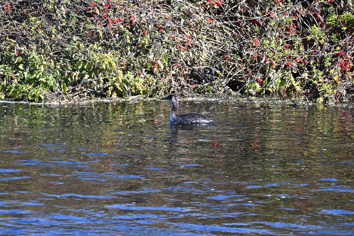 Red-necked Grebe - ML644384507