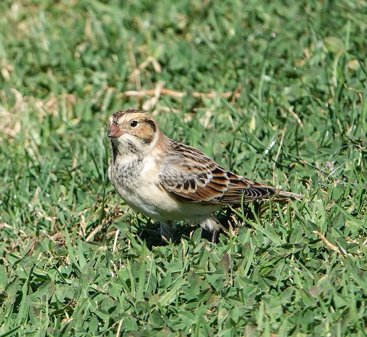 Подорожник лапландський - ML644384508