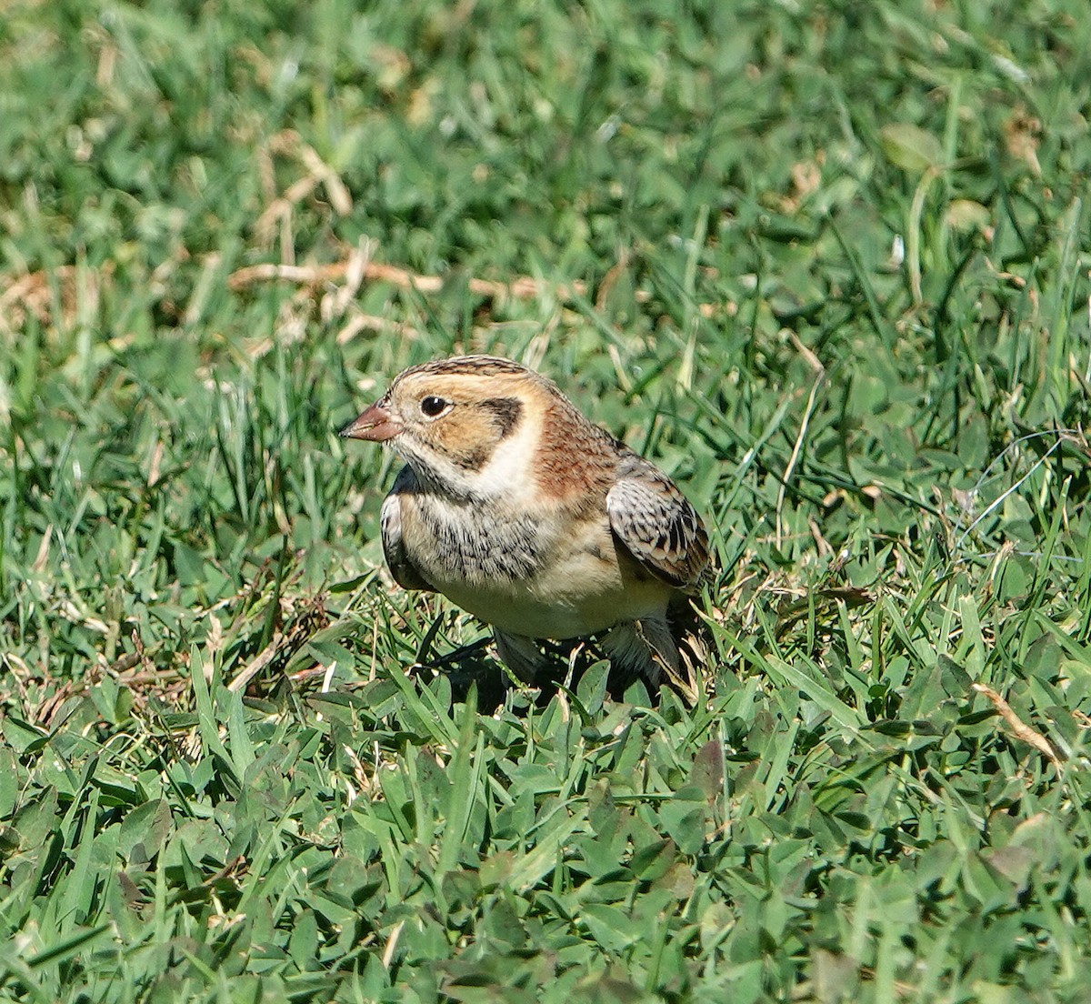 Подорожник лапландський - ML644384509