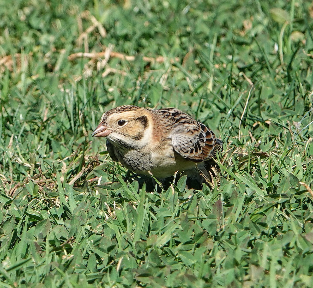 Подорожник лапландський - ML644384510