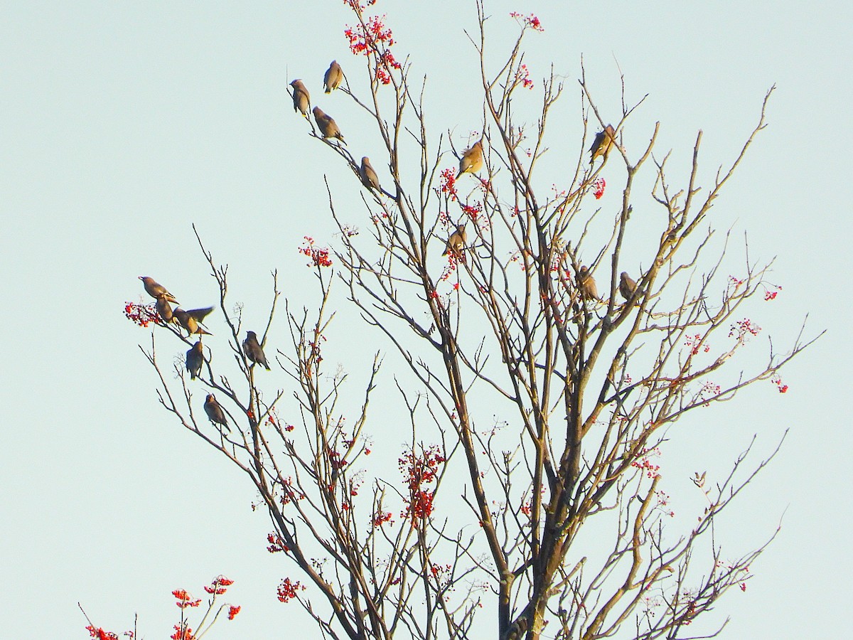 黃連雀 - ML644384517